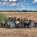 Emanya@Etosha - 212110