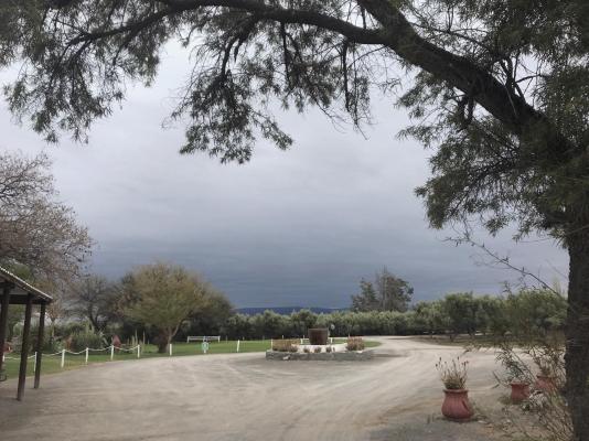 Olive Grove Guest Farm - 212206