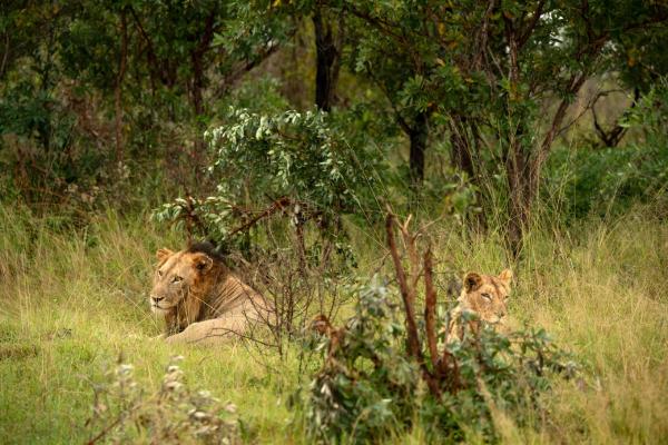 Skukuza Safari Lodge - 212786