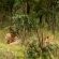 Skukuza Safari Lodge - 212786