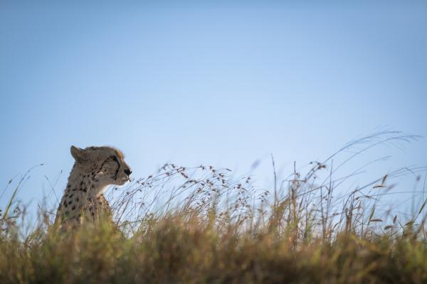 Skukuza Safari Lodge - 212787