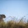 Skukuza Safari Lodge - 212787
