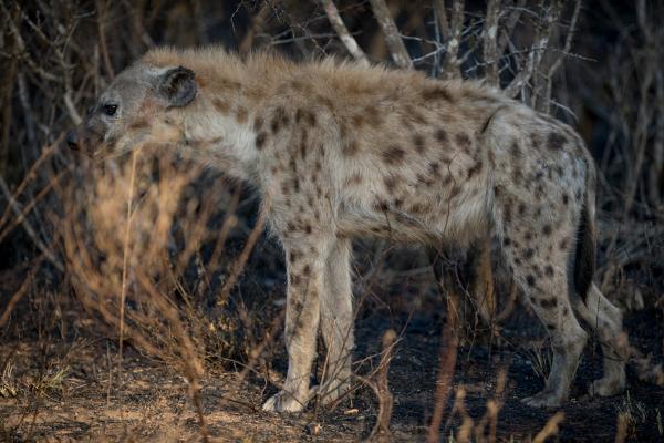 Skukuza Safari Lodge - 212788