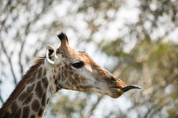 Skukuza Safari Lodge - 212789