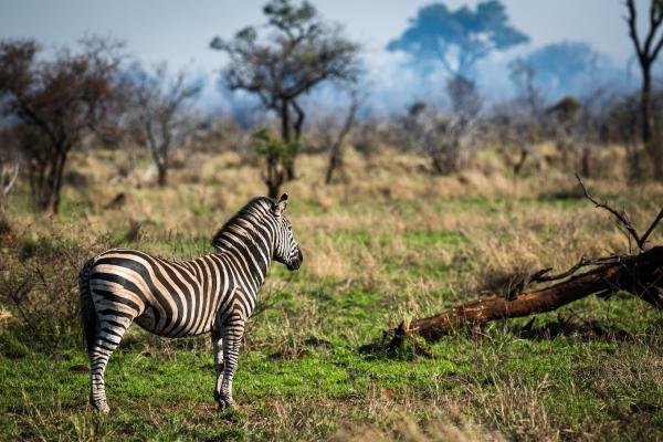 Skukuza Safari Lodge - 212790