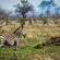 Skukuza Safari Lodge - 212790