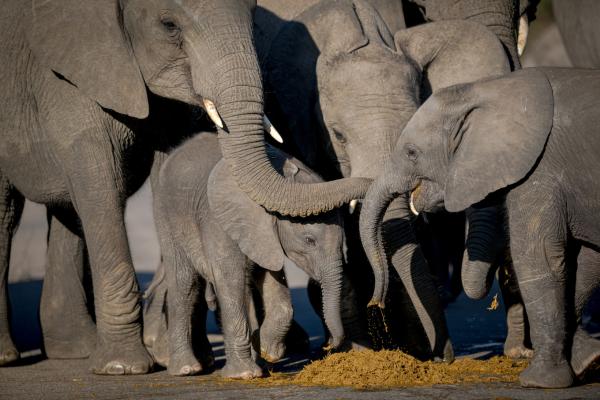 Skukuza Safari Lodge - 212791