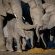 Skukuza Safari Lodge - 212791
