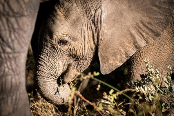 Skukuza Safari Lodge - 212792