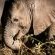 Skukuza Safari Lodge - 212792