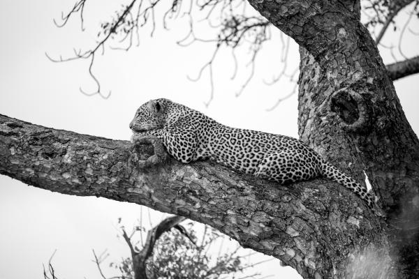 Skukuza Safari Lodge - 212793