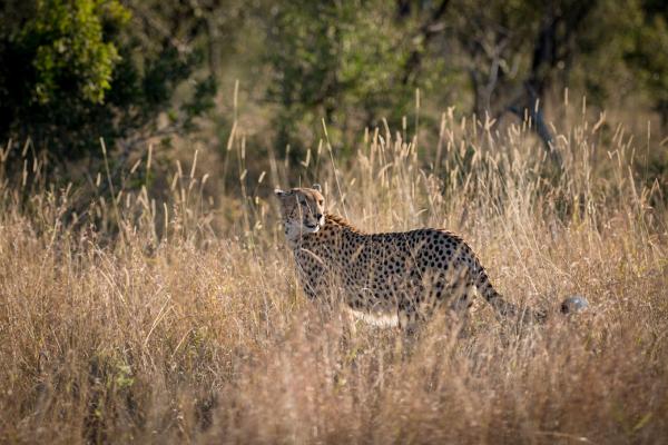 Skukuza Safari Lodge - 212794