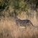 Skukuza Safari Lodge - 212794