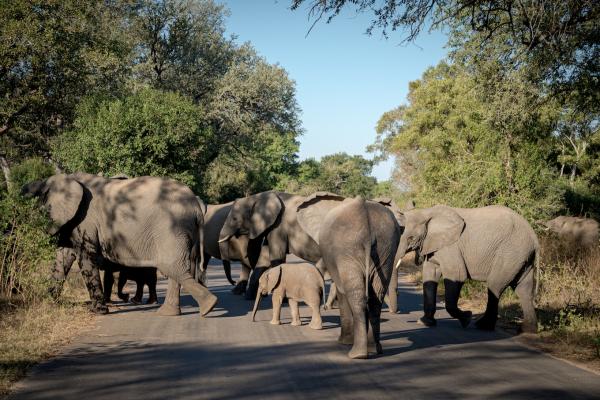 Skukuza Safari Lodge - 212795
