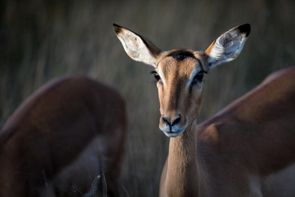 Skukuza Safari Lodge - 212796