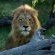 Nkorho Bush Lodge - 212863