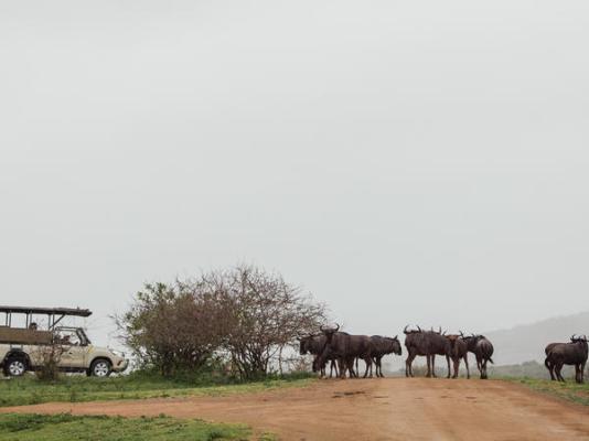 Rhino Ridge Safari Lodge - 213335