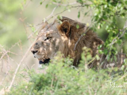 Rhino Ridge Safari Lodge - 213341
