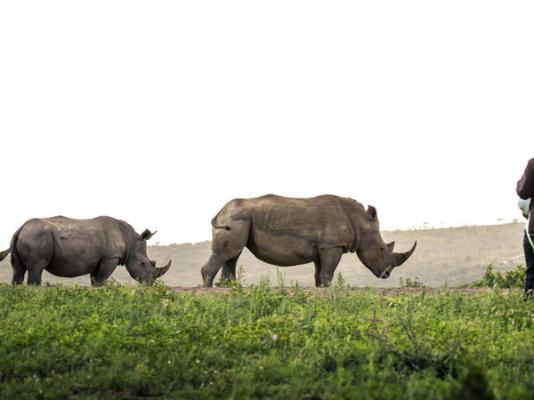 Rhino Ridge Safari Lodge - 213353