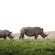 Rhino Ridge Safari Lodge - 213353