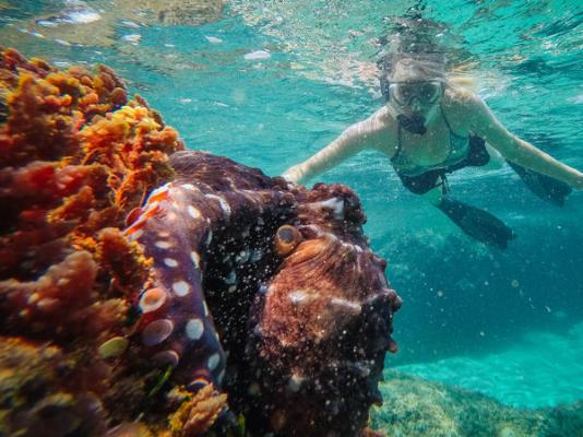Thonga Beach Lodge - 213404