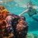 Thonga Beach Lodge - 213404