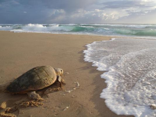 Thonga Beach Lodge - 213431