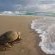 Thonga Beach Lodge - 213431