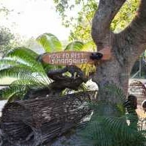 Kosi Forest Lodge - 213480