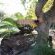 Kosi Forest Lodge - 213480