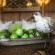 Kosi Forest Lodge - 213498