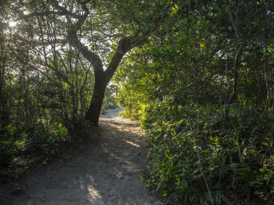Kosi Forest Lodge - 213510