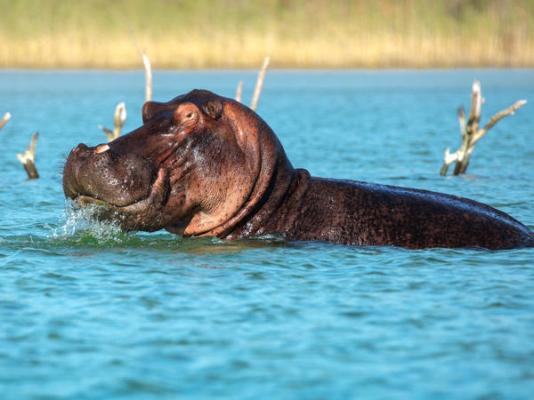 Kosi Forest Lodge - 213521