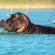 Kosi Forest Lodge - 213521