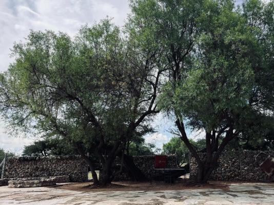Kameelboom Lodge - 213610