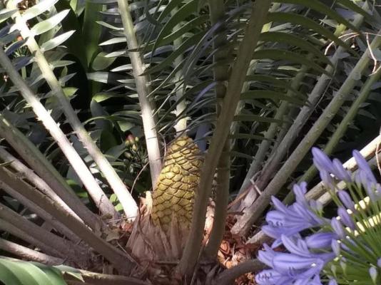 Cycas Guest House - 213783