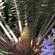 Cycas Guest House - 213783