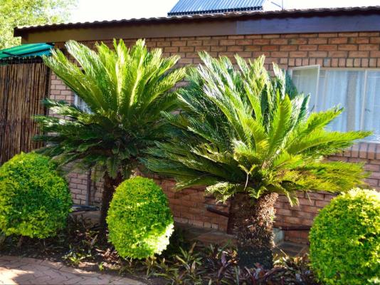 Cycas Guest House - 213784