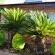 Cycas Guest House - 213784