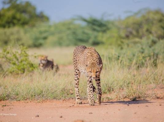 Mopane Bush Lodge - 213982