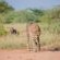 Mopane Bush Lodge - 213982