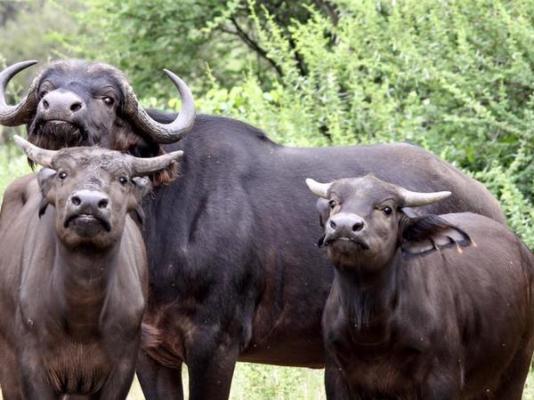 Mopane Bush Lodge - 213984