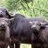 Mopane Bush Lodge - 213984
