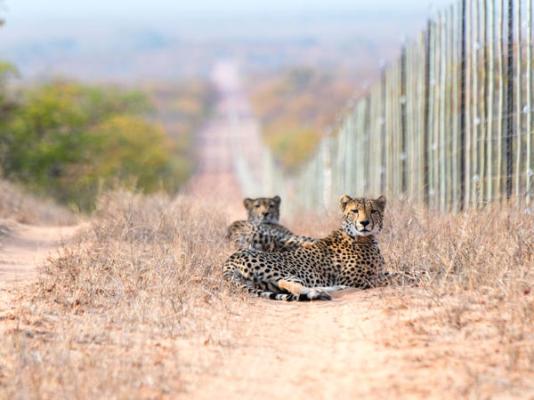 Mopane Bush Lodge - 213988