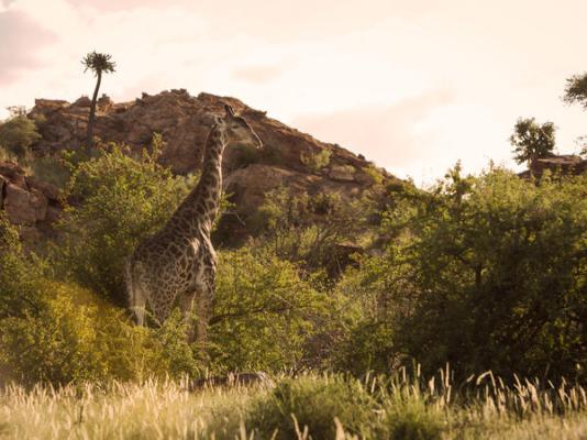 Mopane Bush Lodge - 213994
