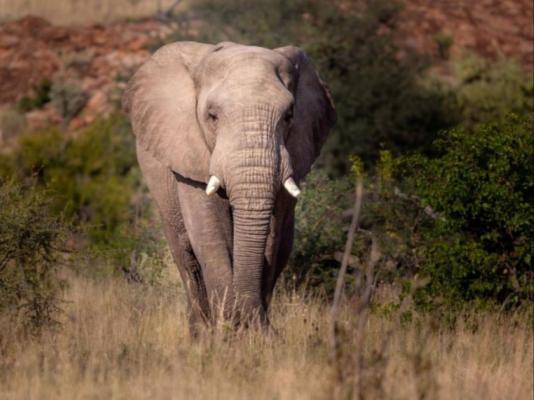Mopane Bush Lodge - 213997