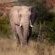 Mopane Bush Lodge - 213997