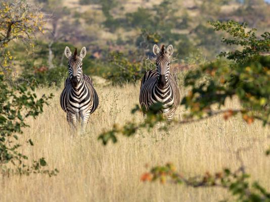 Mopane Bush Lodge - 214006