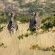 Mopane Bush Lodge - 214006