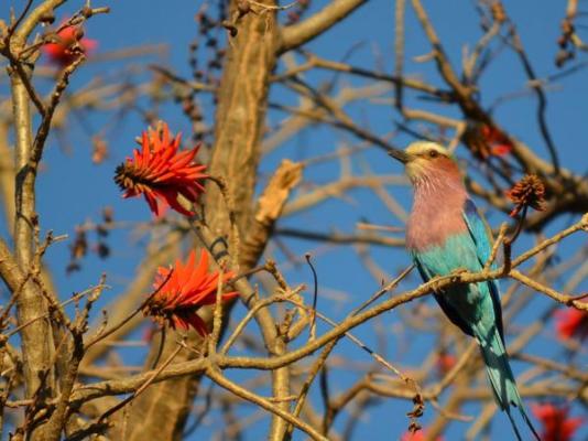 Mopane Bush Lodge - 214013